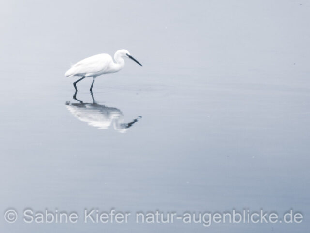 Reiher im Spiegelbild