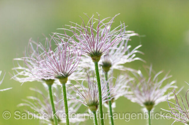 Filigrane Schönheiten