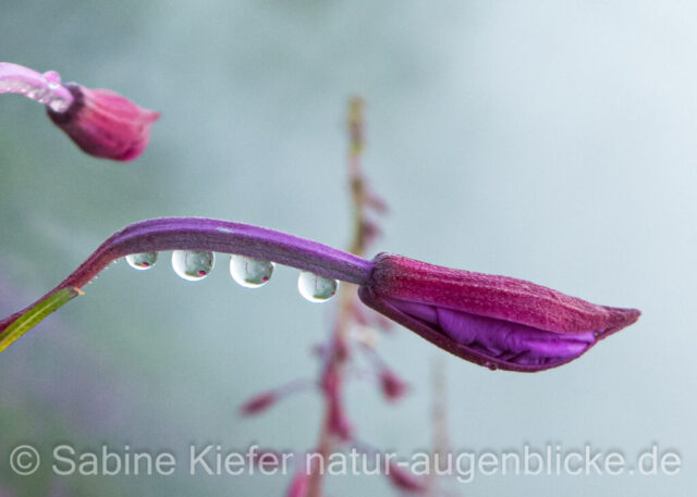 Symphonie von Wassertropfen
