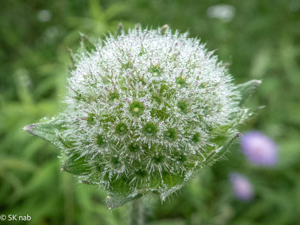 Morgentau an einer Fruchtstand von Knautia arvensis (Acker-Witwenblume) Makroaufnahme © Sabine Kiefer
