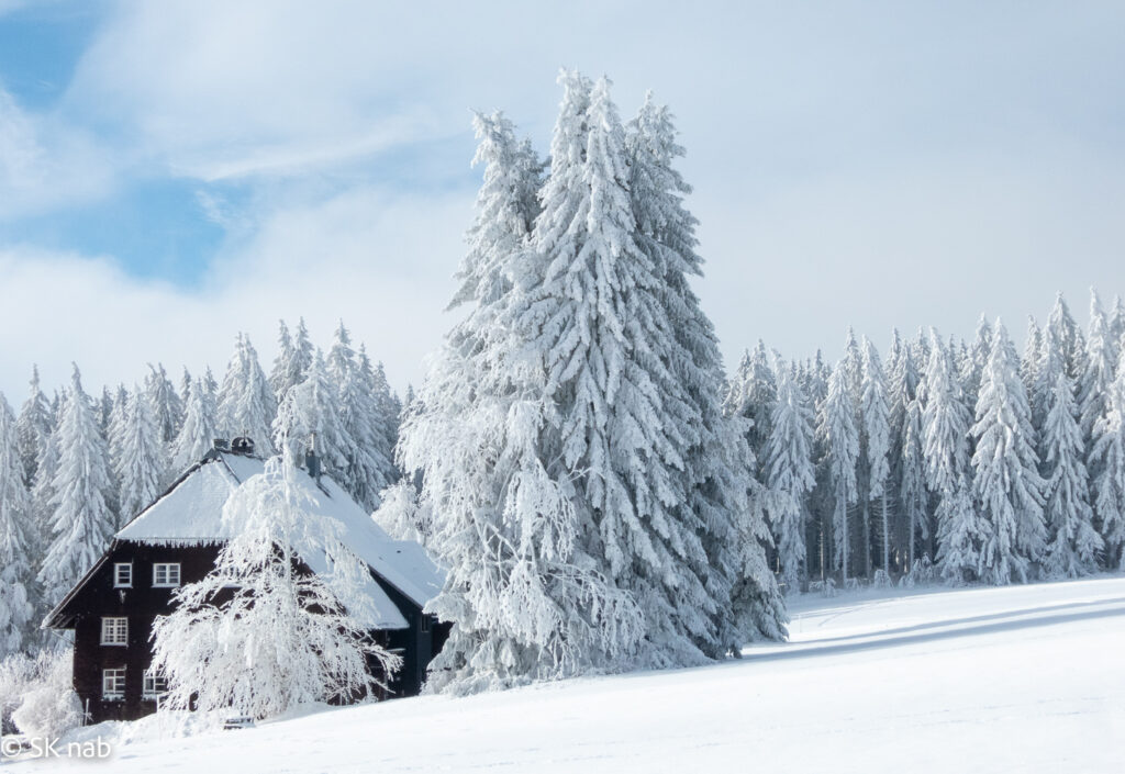 Schneebedeckte Tannenwipfel im Schwarzwald nach Schneefall mit Schwarzwaldhaus © Sabine Kiefer