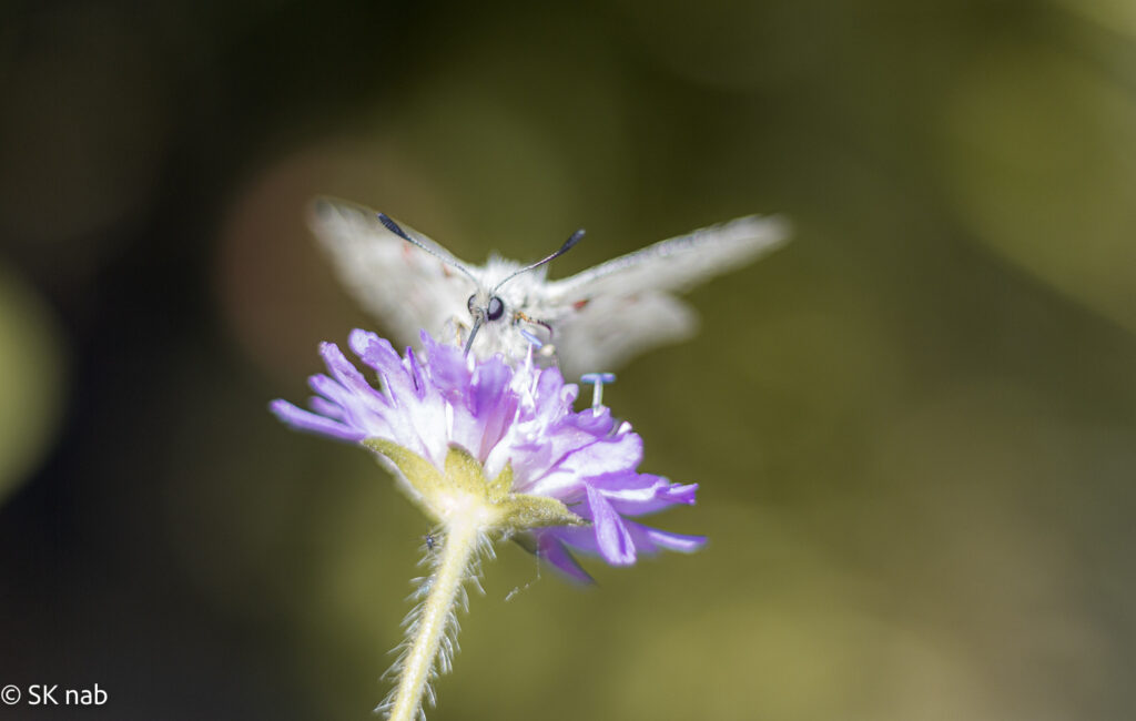 Alpen-Apollofalter (Parnassius phoebus )beim Nektarsaugen auf einer Knautie (knautia spec.); Schärfefokus auf Kopf; Bewegungsunschärfe.
