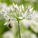 Weiße Bärlauchblüten-Dolde mit Haarschnecke (Trochulus) in Nahaufnahme im Frühling