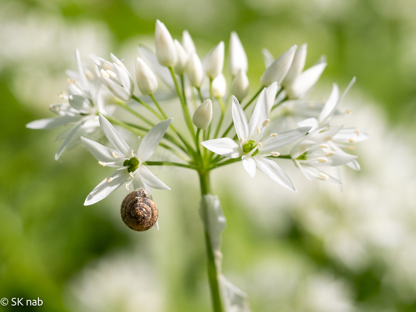 Weiße Bärlauchblüten-Dolde mit Haarschnecke (Trochulus) in Nahaufnahme im Frühling