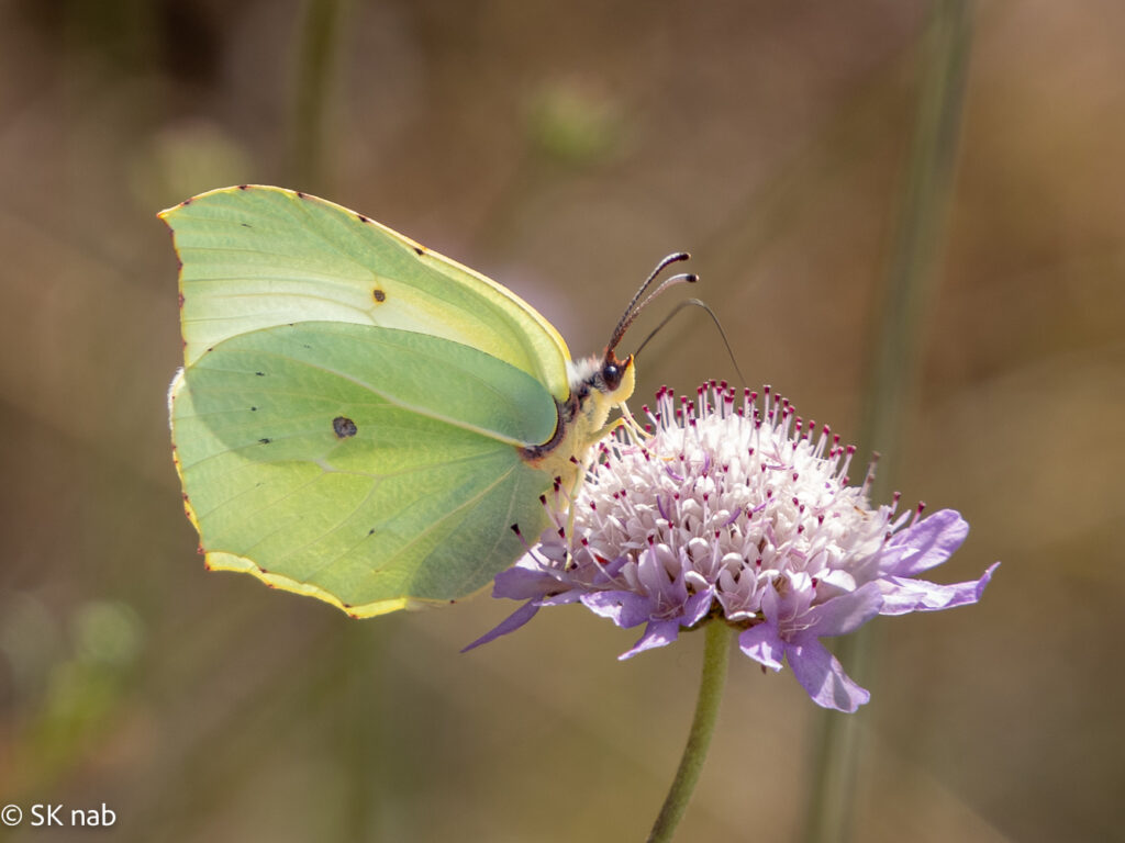 Gelbgrüner Kleopatra-Falter (Gonepteryx cleopatra)auf einer lilafarbenen Tauben-Skabiose (Scabiosa columbaria) im Gegenlicht© Sabine Kiefer