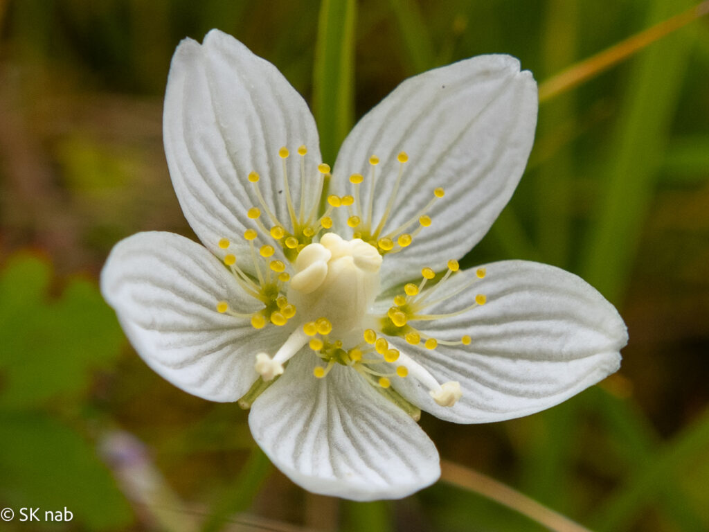 Blüte von Sumpfherzblatt (Parnassia palustris); Makro