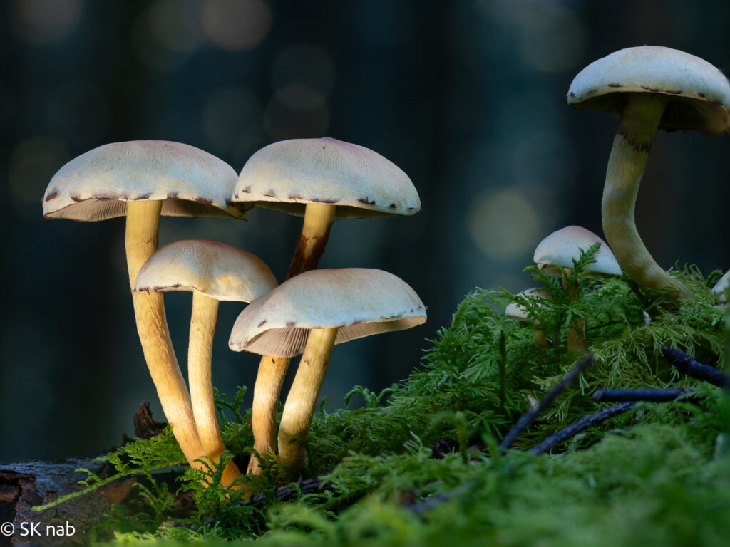 Leuchtende Pilze auf sattem Moos im Waldgegenlicht © Sabine Kiefer