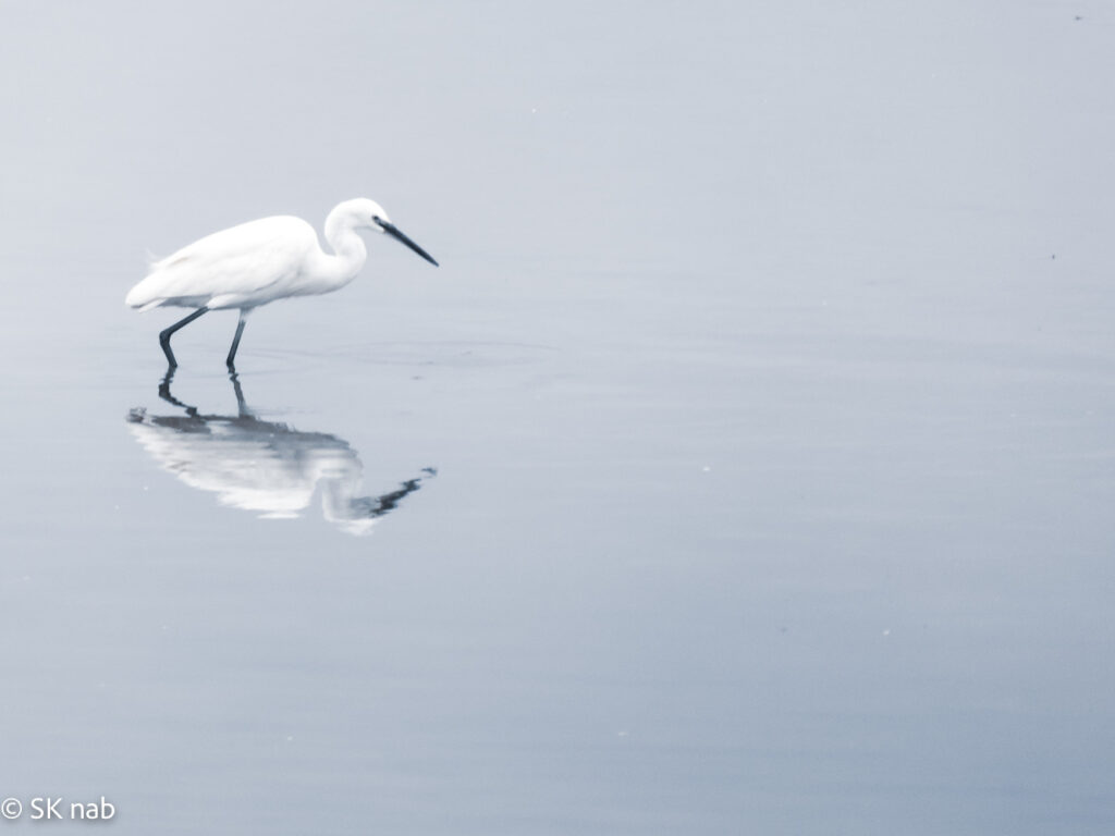Silberreiher steht reglos im Wasser mit seiner Spiegelung © Sabine Kiefer