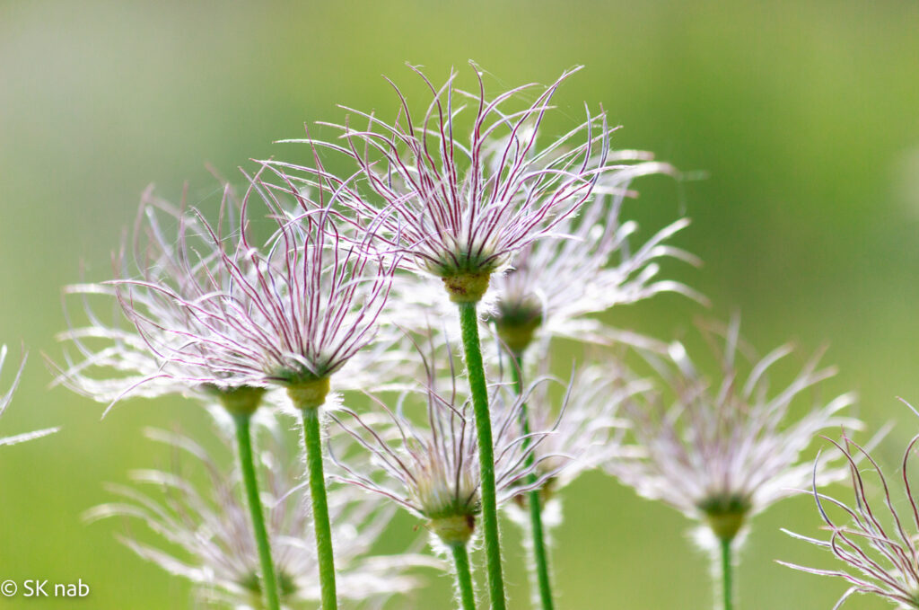 Federige Samenstände der Küchenschelle (Pulsatilla vulgaris) im Gegenlicht