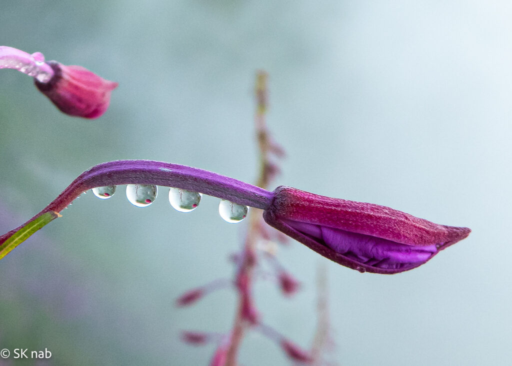 Makrofotografie: Wassertropfen an einer rosa lila Knospe des schmalblättrigen Weidenröschen-Knospe (Epilobium angustifolium) mit Spiegelung