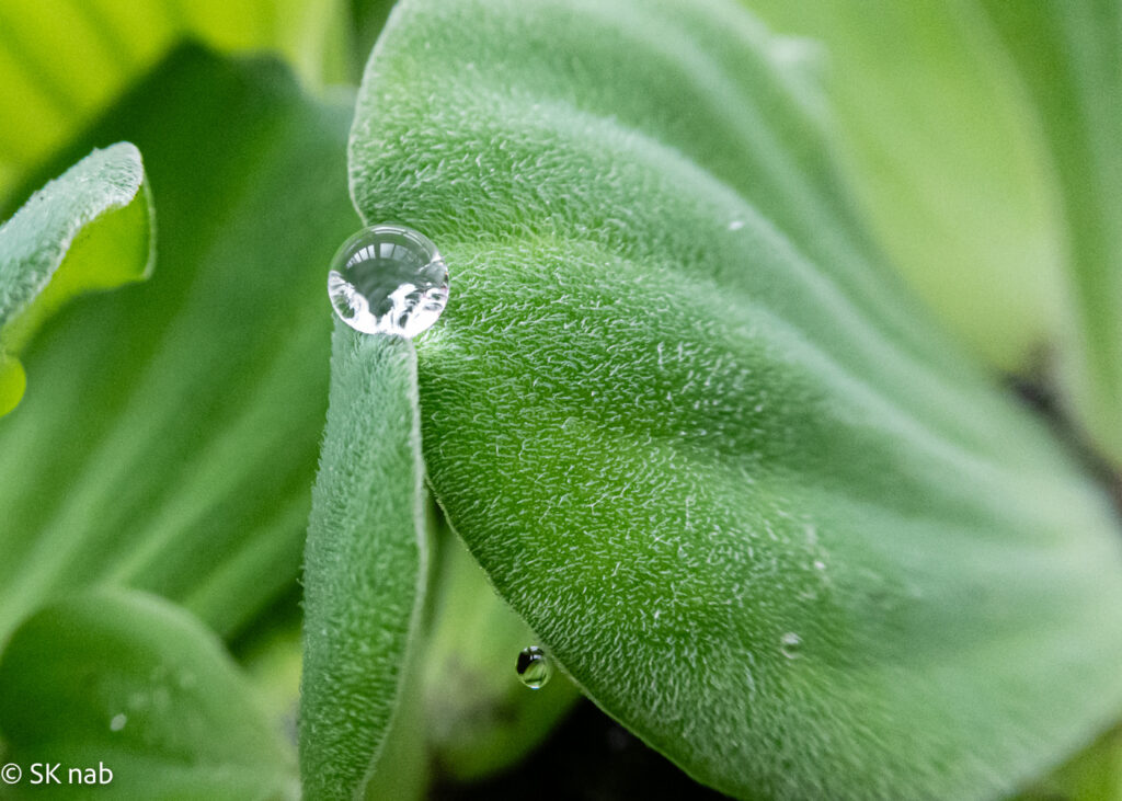 Wassertropfen auf einem Wasserrosenblatt © Sabine Kiefer