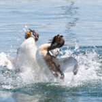 Zwei Haubentaucher-Männchen prallen aufgerichtet im Wasser aufeinander.