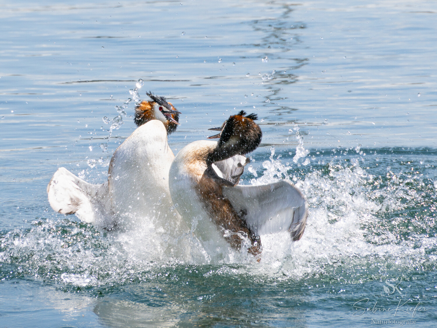Zwei Haubentaucher-Männchen prallen aufgerichtet im Wasser aufeinander.