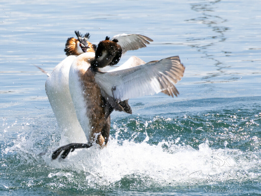 Zwei Haubentaucher ineinander verkeilt im Wasserkampf.